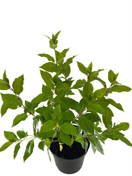 Hydrangea paniculata Limelight