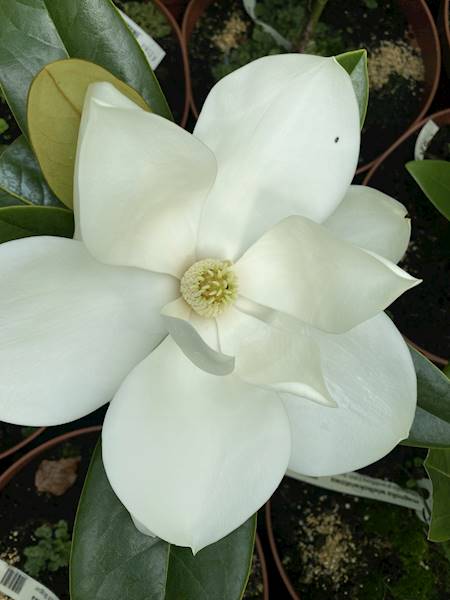 Magnolia wielkokwiatowa Edith Bogue