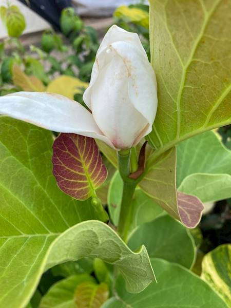 Magnolia naga Variegata