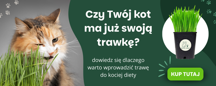 Kocie Zioło - wyrośnięta trawka dla kota