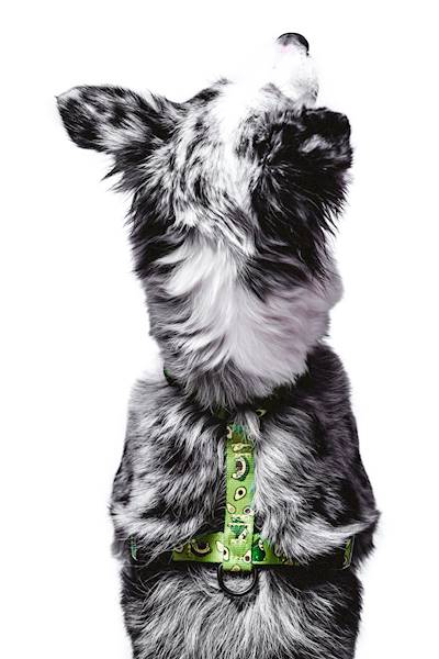 Merledog Szelki guard XS Avocado 1,5cm