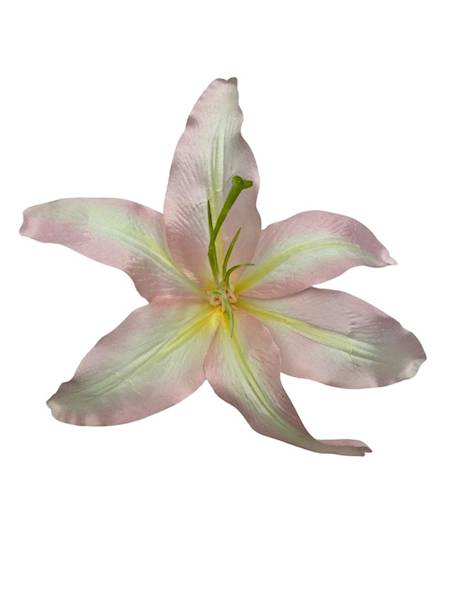 Lilia główka 20 cm jasny róż i kremowy