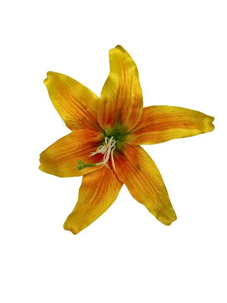 Lilia główka 20 cm żółta 