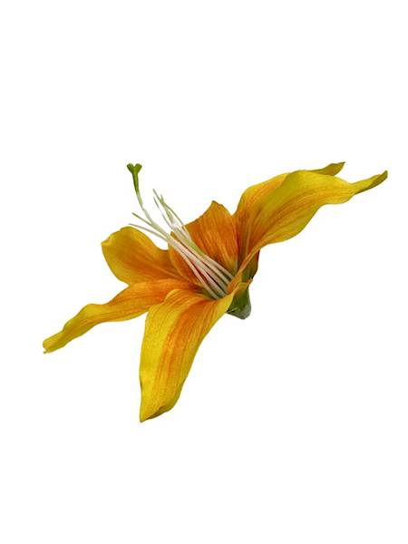 Lilia główka 20 cm żółta 