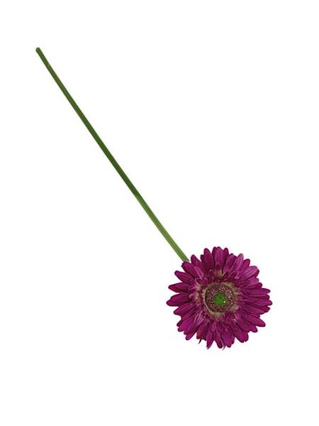 Gerbera gałązka 49 cm fuksja