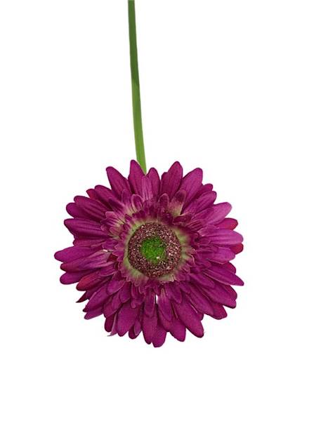 Gerbera gałązka 49 cm fuksja