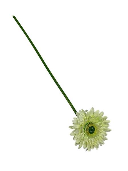 Gerbera gałązka 49 cm jasno zielona