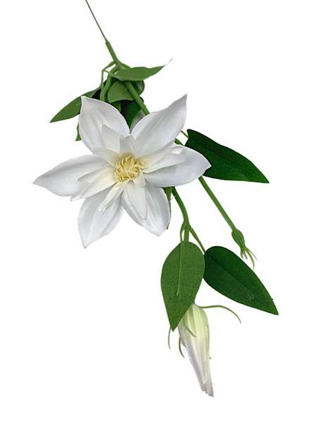 Klematis gałązka 48 cm biały