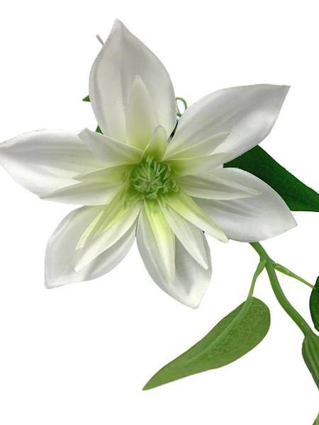 Klematis gałązka 48 cm jasny kremowy