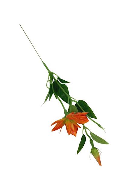 Klematis gałązka 48 cm pomarańczowy