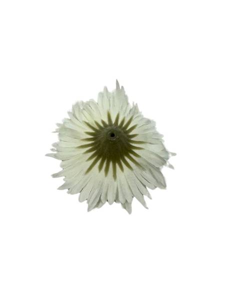 ASTER GŁÓWKA 6 CM BIAŁY