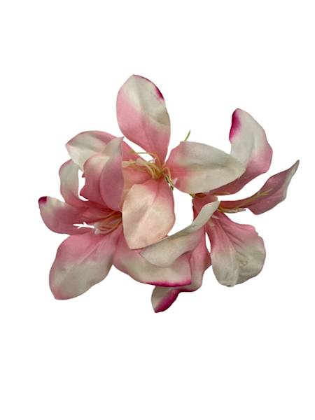 AMARYLIS GŁÓWKA RÓZOWY