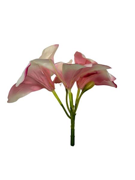 AMARYLIS GŁÓWKA RÓZOWY