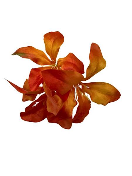 AMARYLIS GŁÓWKA POMARAŃCZ