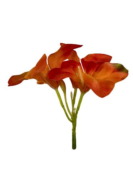 AMARYLIS GŁÓWKA POMARAŃCZ