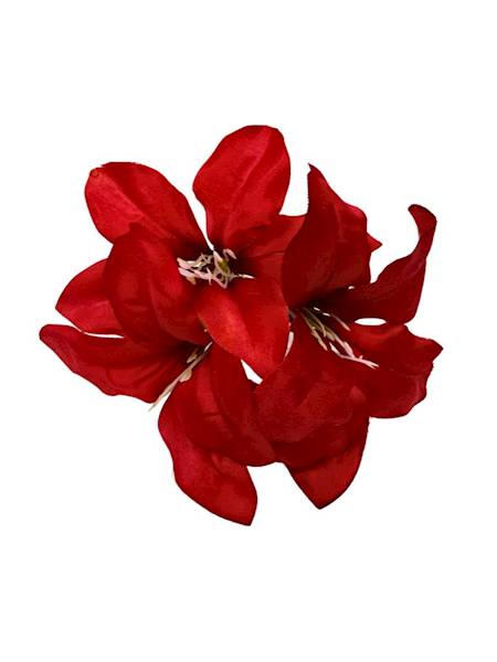 AMARYLIS GŁÓWKA CZERWONY