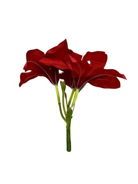 AMARYLIS GŁÓWKA CZERWONY