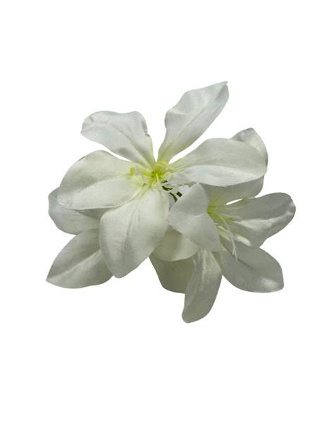 AMARYLIS GŁÓWKA BIAŁY