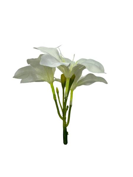 AMARYLIS GŁÓWKA BIAŁY