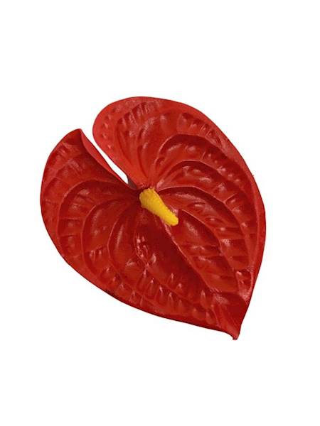 Anturium główka 16 cm czerwone