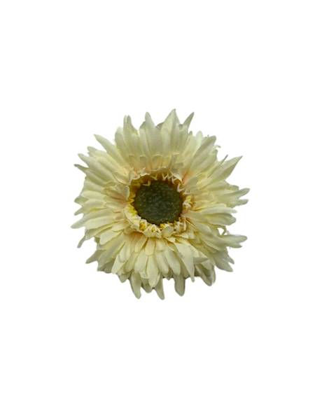 ASTER GŁÓWKA 6 CM KREMOWY