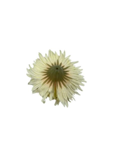 ASTER GŁÓWKA 6 CM KREMOWY