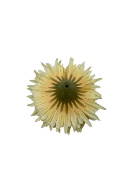 ASTER GŁÓWKA 6 CM JASNY ŻÓŁTY