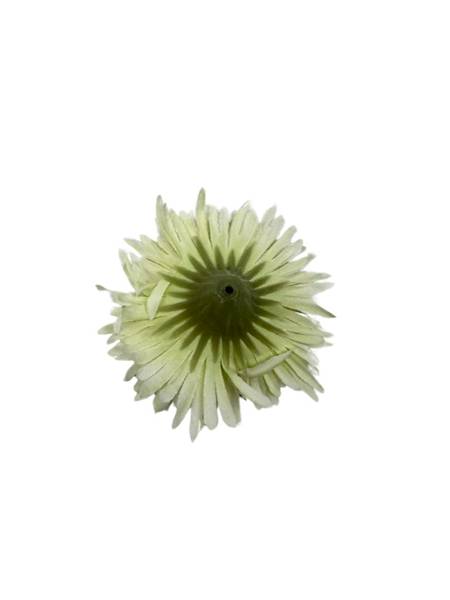 ASTER GŁÓWKA 6 CM JASNY ZIELONY