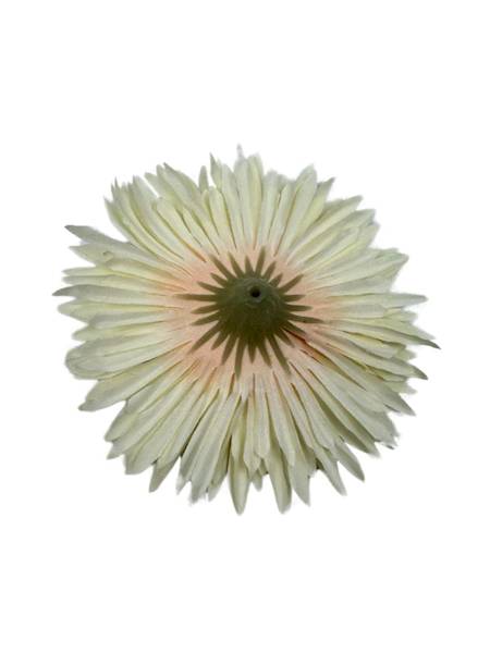 ASTER GŁÓWKA 11 CM KREMOWY