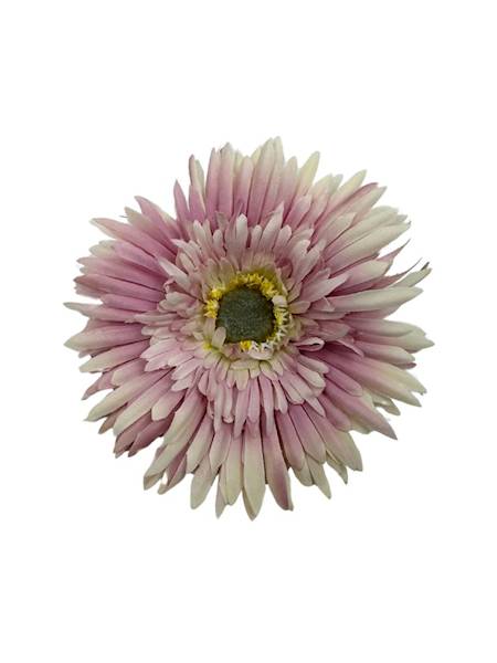 ASTER GŁÓWKA 11 CM FIOLET Z KREMOWYM