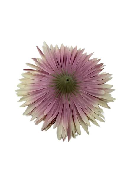 ASTER GŁÓWKA 11 CM FIOLET Z KREMOWYM