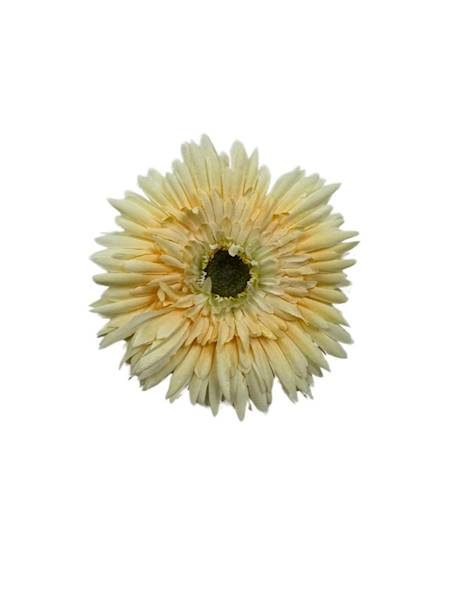 ASTER GŁÓWKA 11 CM DELIKATNY POMARAŃCZ