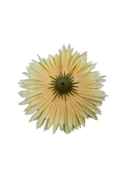 ASTER GŁÓWKA 11 CM DELIKATNY POMARAŃCZ