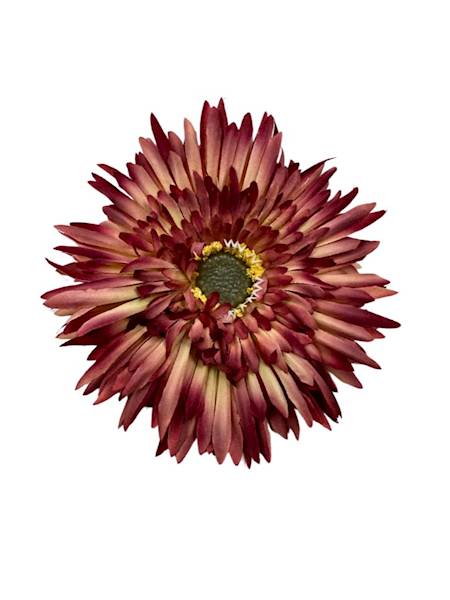 ASTER GŁÓWKA 11 CM BORDO