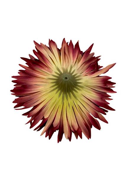 ASTER GŁÓWKA 11 CM BORDO