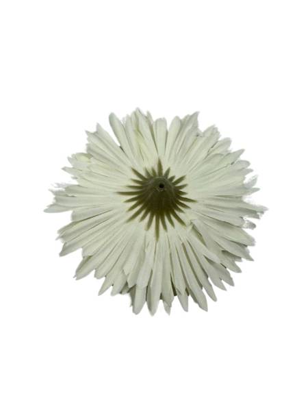 ASTER GŁÓWKA 11 CM BIAŁY