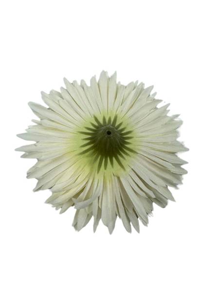 ASTER GŁÓWKA 11 CM BIAŁO BRZOSKWINIOWY