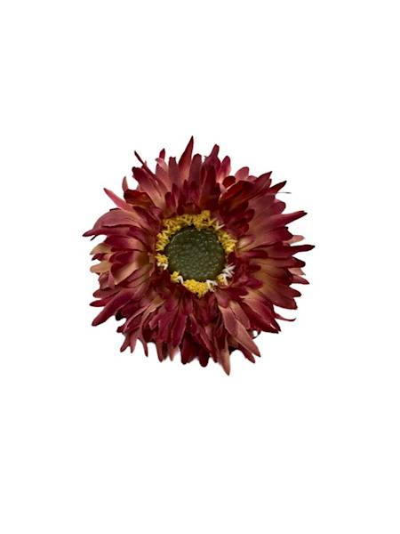 ASTER GŁÓWKA 6 CM BORDOWY