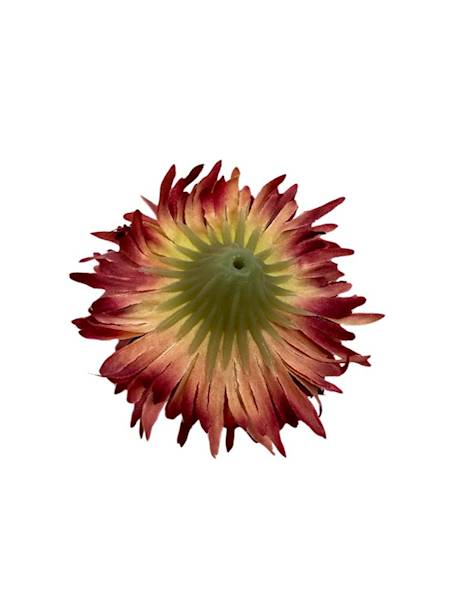 ASTER GŁÓWKA 6 CM BORDOWY