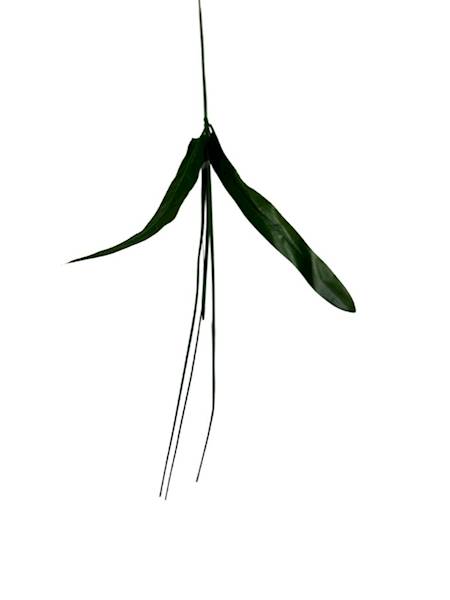 ŁODYGA DO ŻONKILA 40 CM