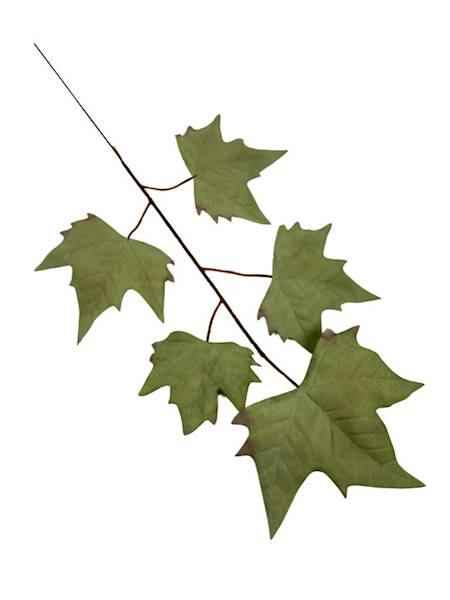 Liść klon 54 cm pudrowy zielony