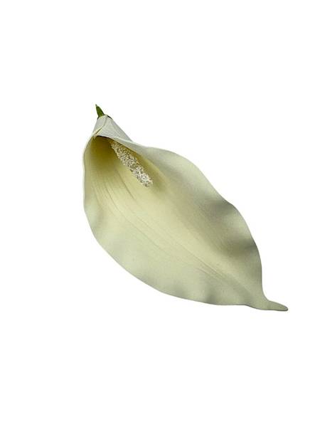 KALIA GŁÓWKA 20 CM KREMOWA