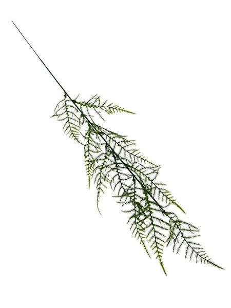 Plumosus gałązka 63 cm zielona