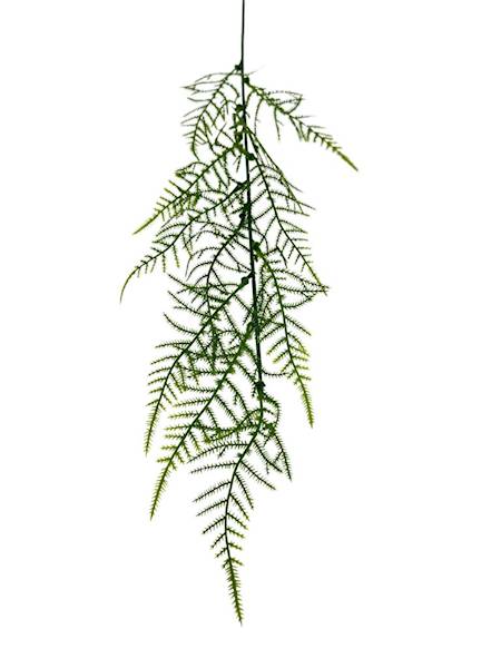 Plumosus gałązka 63 cm zielona