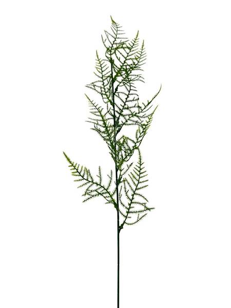 Plumosus gałązka 63 cm zielona