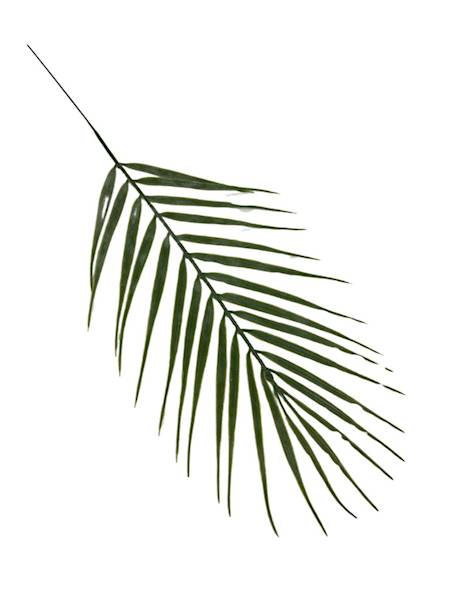 Liść palmy 45 cm 