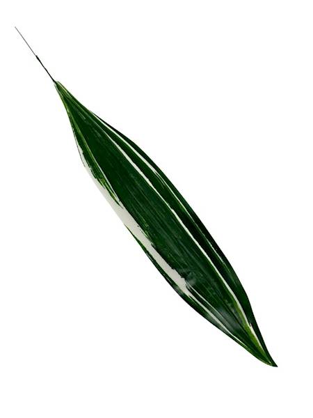 Liść draceny 64 cm biało zielony