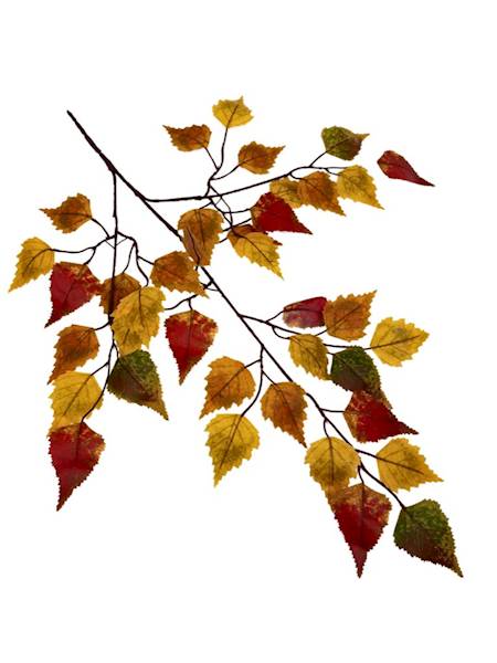 LIŚĆ BRZOZY JESIENNY 60 CM