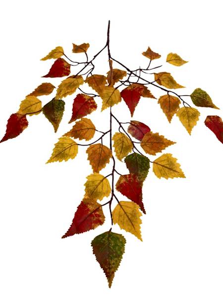 LIŚĆ BRZOZY JESIENNY 60 CM