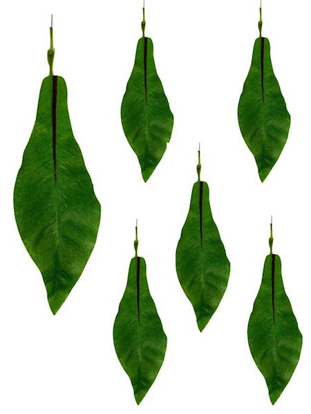 Liść asplenium 33 cm 6 SZTUK